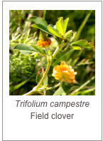 ￼Trifolium campestre
Field clover
