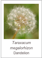 ￼Taraxacum megalorhizon
Dandelion