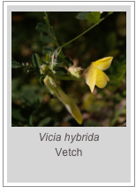 ￼Vicia hybrida
Vetch