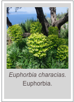 ￼Euphorbia characias.
Euphorbia.