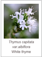 ￼Thymus capitata var.albiflora
White thyme