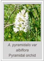 ￼A. pyramidalis var albiflora
Pyramidal orchid