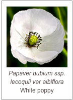 ￼Papaver dubium ssp. lecoquii var albiflora
White poppy