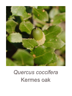 ￼Quercus coccifera
Kermes oak