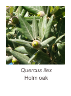 ￼Quercus ilex
Holm oak