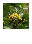 ￼Quercus ithaburensis ssp. macrolepsis
Valonia oak
