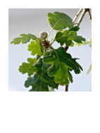 ￼Quercus pubescens
Downy oak