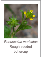￼Ranunculus muricatus
Rough-seeded buttercup