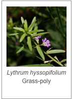￼Lythrum hyssopifolium
Grass-poly