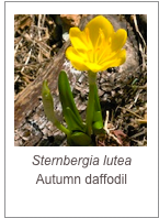 ￼Sternbergia lutea Autumn daffodil