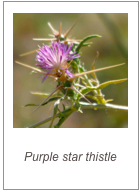 ￼Centaurea calcitrapa
Purple star thistle