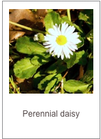 ￼Bellis perennis
Perennial daisy