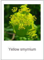 ￼Smyrnium perfoliatum
Yellow smyrnium
