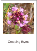 ￼Thymus longicaulis
Creeping thyme