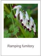 ￼Fumaria capreolata
Ramping fumitory