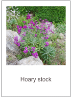 ￼Matthiola incana
Hoary stock
