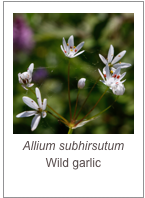 ￼Allium subhirsutum 
Wild garlic