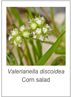 ￼Valerianella discoidea
Corn salad