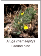 ￼Ajuga chamaepitys
Ground pine