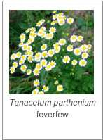 ￼Tanacetum parthenium
feverfew
