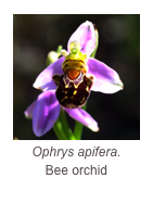 ￼Ophrys apifera.
Bee orchid
