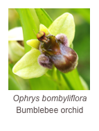 ￼Ophrys bombyliflora
Bumblebee orchid
