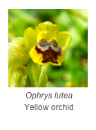 ￼Ophrys lutea
Yellow orchid