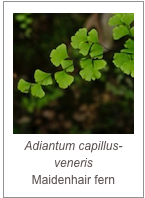 ￼Adiantum capillus-veneris
Maidenhair fern