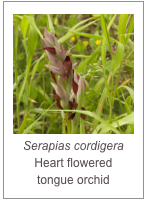 ￼Serapias cordigera
Heart flowered 
tongue orchid