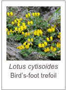￼Lotus cytisoides 
Bird’s-foot trefoil