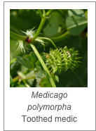 ￼Medicago polymorpha
Toothed medic