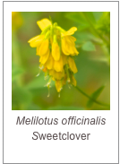 ￼Melilotus officinalis 
Sweetclover