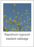 ￼Rapistrum rugosum
bastard cabbage