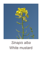￼Sinapis alba
White mustard