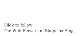 
Follow
Click to follow 
The Wild Flowers of Skopelos Blog.
