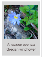 ￼Anemone apenina
Grecian windflower