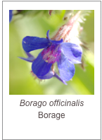 ￼Borago officinalis
Borage