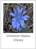 ￼Cichorium intybus
Chicory
