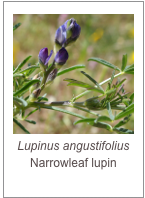 ￼Lupinus angustifolius
Narrowleaf lupin