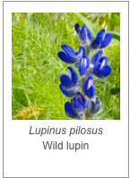 ￼Lupinus pilosus
Wild lupin