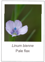 ￼Linum bienne
Pale flax