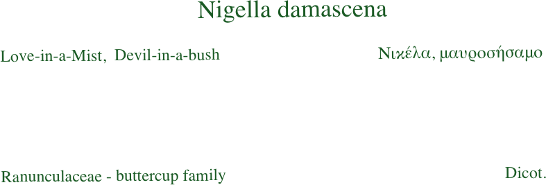 Nigella damascena

Love-in-a-Mist,  Devil-in-a-bush                                      Νικέλα, μαυροσήσαμο





Ranunculaceae - buttercup family                                                                   Dicot.