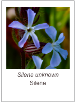 ￼Silene unknown
Silene