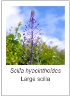￼Scilla hyacinthoides
Large scilla