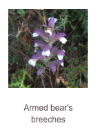 ￼Acanthus spinosus
Armed bear's 
breeches