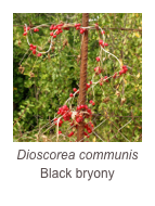 ￼Dioscorea communis
Black bryony