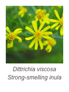 ￼Dittrichia viscosa
Strong-smelling inula