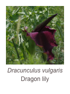 ￼Dracunculus vulgaris Dragon lily