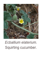￼Ecballium elaterium.
Squirting cucumber.