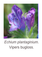 ￼Echium plantaginium.
Vipers bugloss.